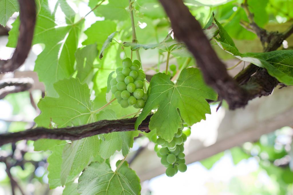 The Vineyard On Ballito Eksteriør bilde